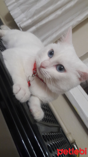 Ankara Kedisi, Kedi  Mia fotoğrafı