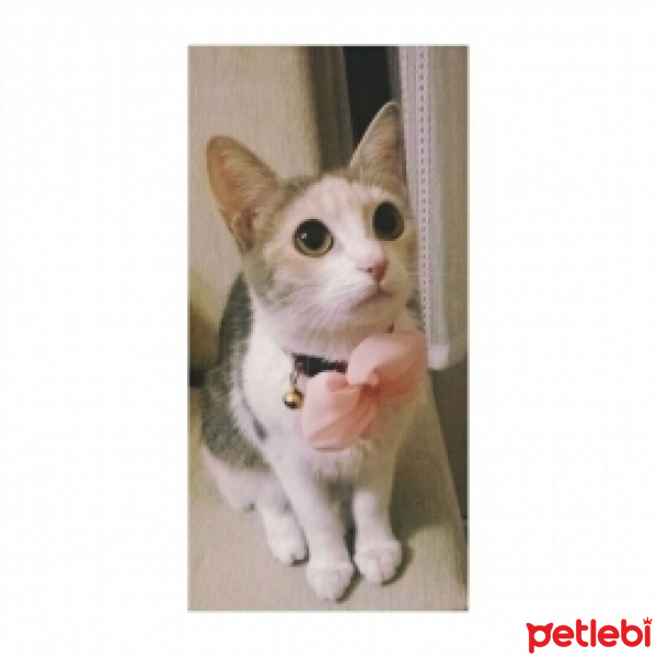 Sarman, Kedi  Leyla fotoğrafı
