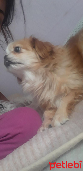 Pekingese, Köpek  Prenses fotoğrafı