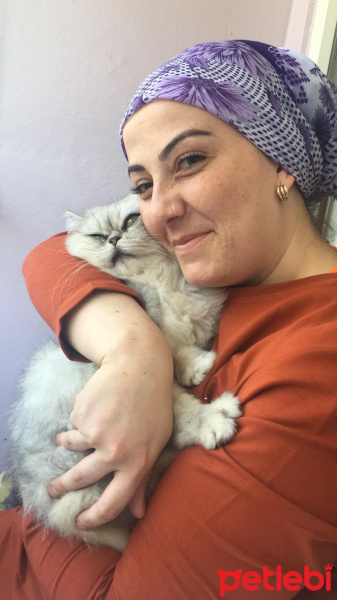Chinchilla, Kedi  Duman fotoğrafı