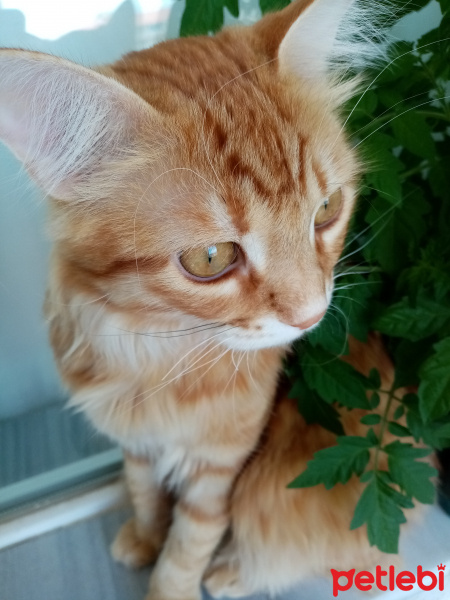 Sarman, Kedi  Balköpüğü fotoğrafı