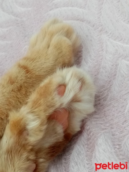 Sarman, Kedi  Balköpüğü fotoğrafı