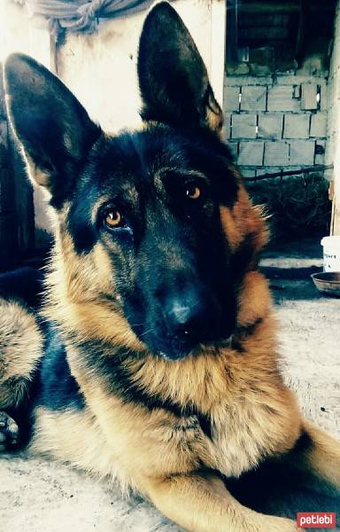 Alman Çoban Köpeği, Köpek  Paşa fotoğrafı