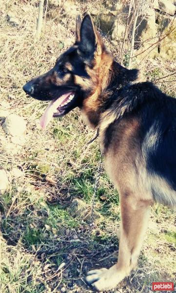 Alman Çoban Köpeği, Köpek  Paşa fotoğrafı
