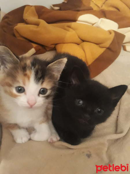 Soke, Kedi  Minnos bebekler fotoğrafı