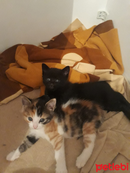 Soke, Kedi  Minnos bebekler fotoğrafı