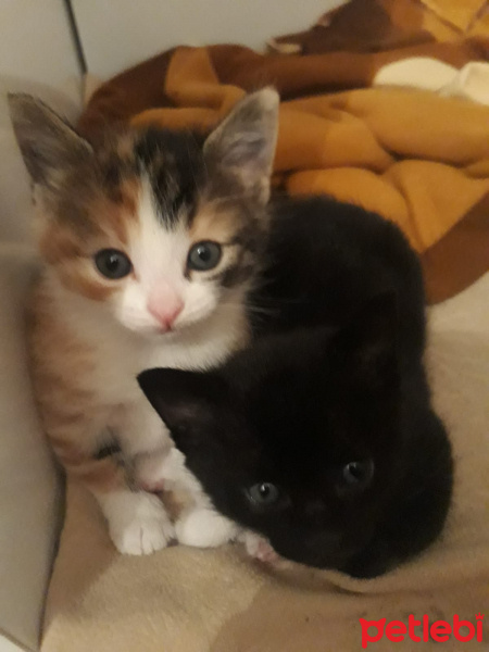 Soke, Kedi  Minnos bebekler fotoğrafı