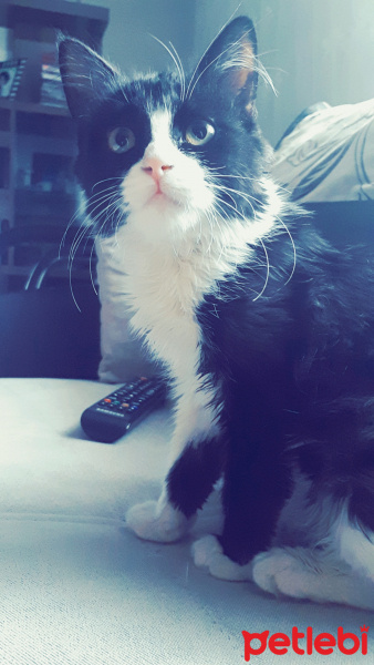Tekir Kedi, Kedi  Mia fotoğrafı