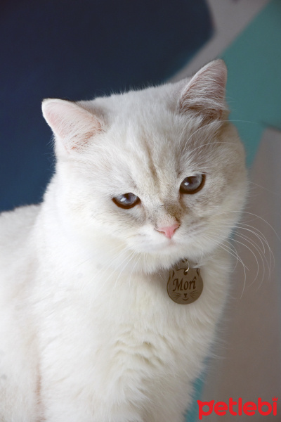 British Shorthair, Kedi  MORÎ fotoğrafı