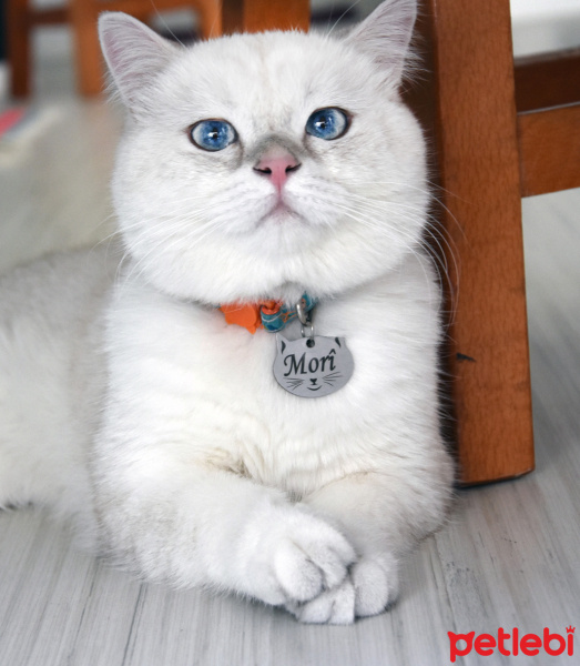 British Shorthair, Kedi  MORÎ fotoğrafı