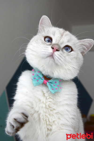 British Shorthair, Kedi  MORÎ fotoğrafı