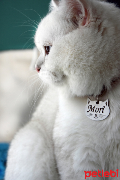 British Shorthair, Kedi  MORÎ fotoğrafı