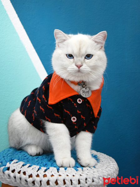 British Shorthair, Kedi  MORÎ fotoğrafı