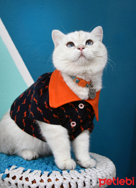 British Shorthair, Kedi  MORÎ fotoğrafı
