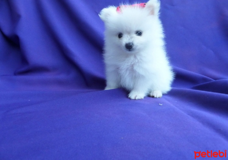 Pomeranyalı, Köpek  Mevcut Pomeranian Yavruları evlat edinmek için fotoğrafı
