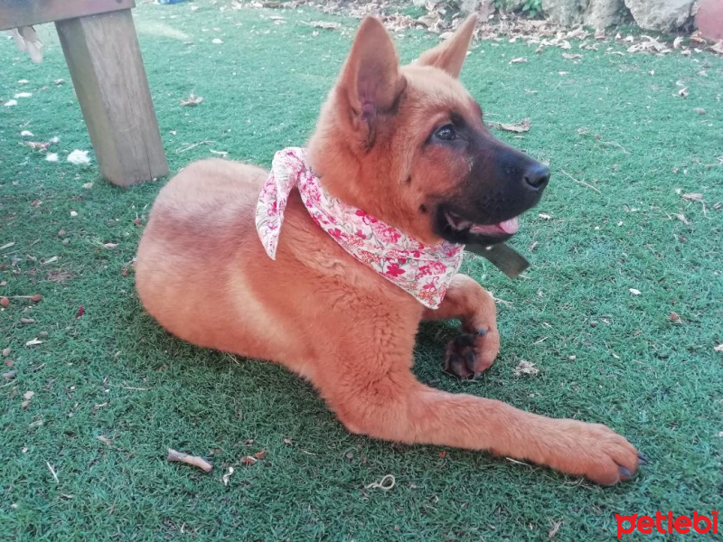 Chow Chow (çin Aslanı), Köpek  Rena fotoğrafı