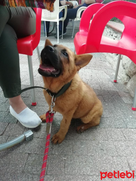 Chow Chow (çin Aslanı), Köpek  Rena fotoğrafı