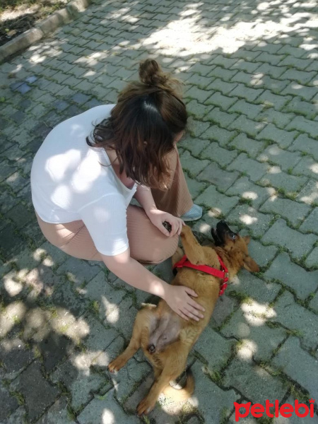 Chow Chow (çin Aslanı), Köpek  Rena fotoğrafı