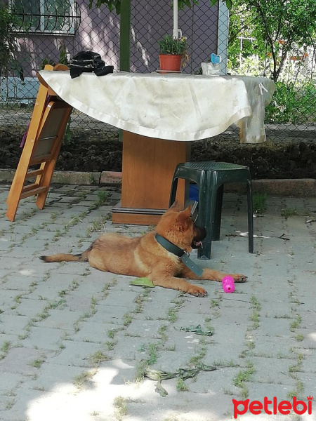 Chow Chow (çin Aslanı), Köpek  Rena fotoğrafı