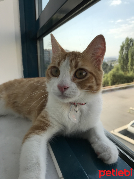 Sarman, Kedi  Zuko fotoğrafı