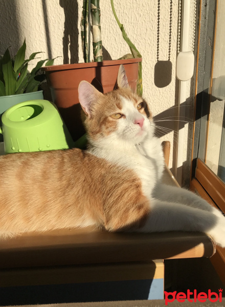 Sarman, Kedi  Zuko fotoğrafı