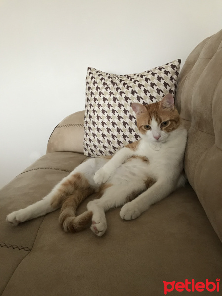 Sarman, Kedi  Zuko fotoğrafı