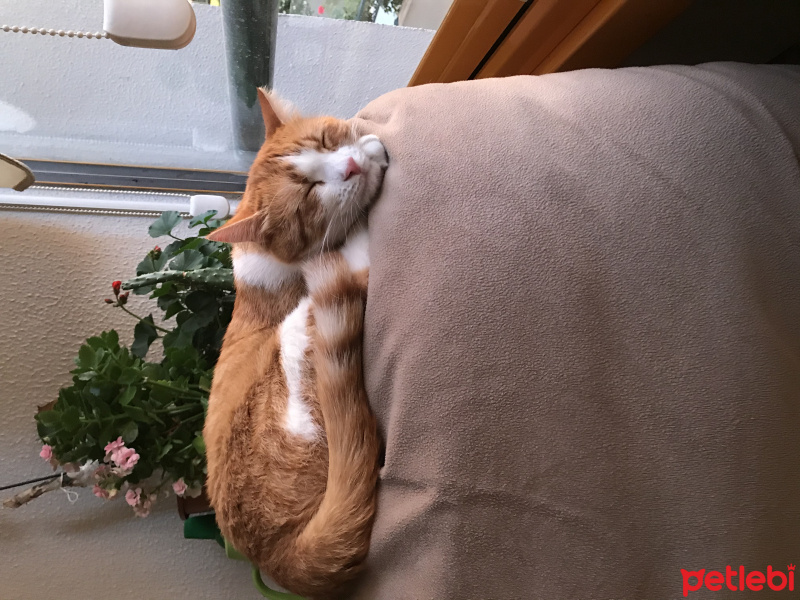 Sarman, Kedi  Zuko fotoğrafı
