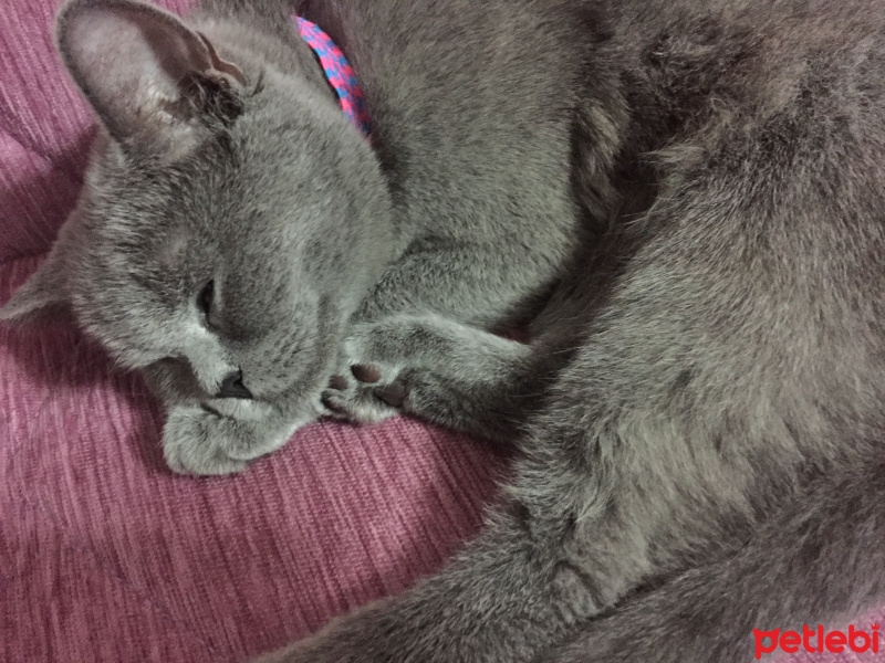 British Shorthair, Kedi  Gölge fotoğrafı