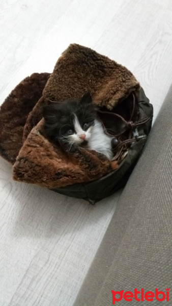 Tekir Kedi, Kedi  Zeytin fotoğrafı