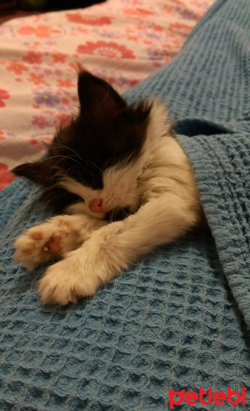 Tekir Kedi, Kedi  Zeytin fotoğrafı