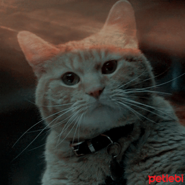 Sarman, Kedi  Cheethous fotoğrafı
