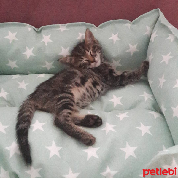 Tekir Kedi, Kedi  DUMAN fotoğrafı