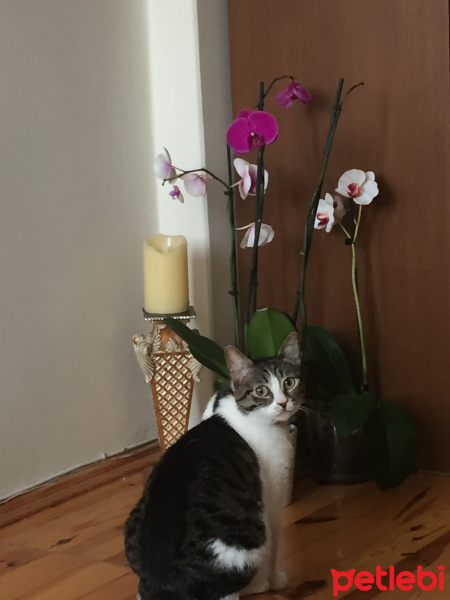 Tekir Kedi, Kedi  Çika fotoğrafı