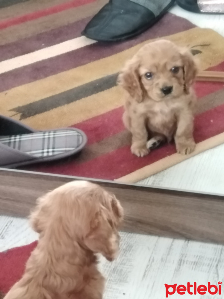 Amerikan Cocker Spaniel, Köpek  Cocker güzeli fotoğrafı