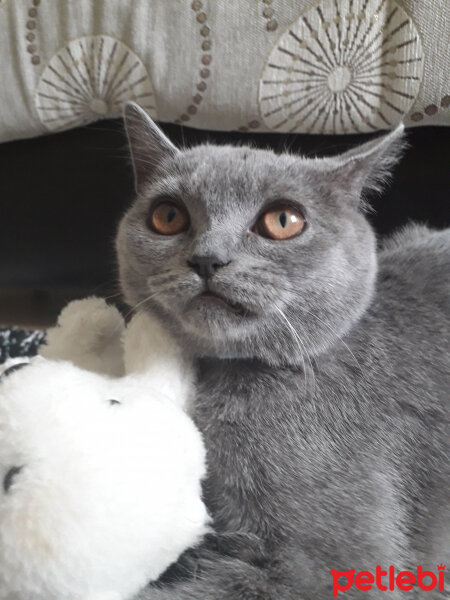 British Shorthair, Kedi  Yoda fotoğrafı