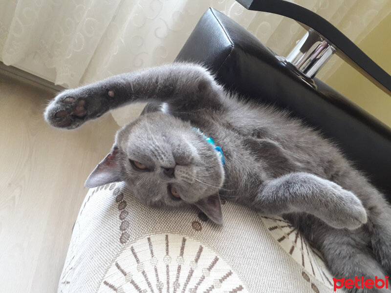 British Shorthair, Kedi  Yoda fotoğrafı