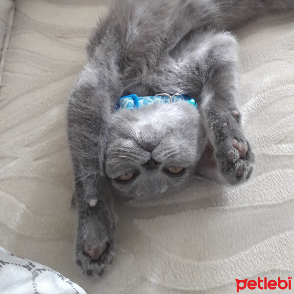 British Shorthair, Kedi  Yoda fotoğrafı