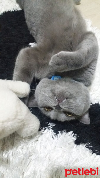 British Shorthair, Kedi  Yoda fotoğrafı