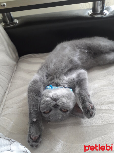 British Shorthair, Kedi  Yoda fotoğrafı