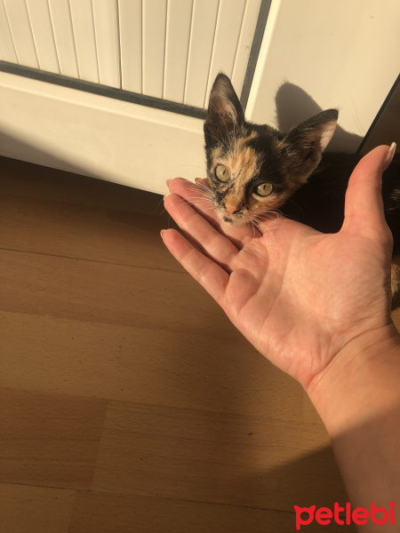Tekir Kedi, Kedi  Gölge fotoğrafı