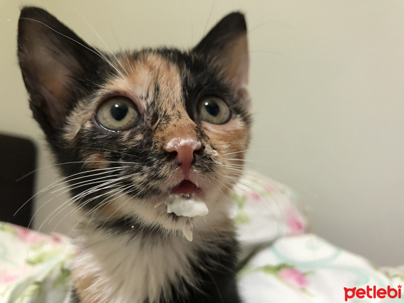 Tekir Kedi, Kedi  Gölge fotoğrafı