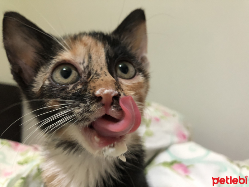 Tekir Kedi, Kedi  Gölge fotoğrafı