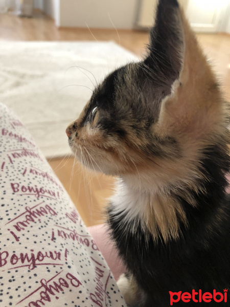 Tekir Kedi, Kedi  Gölge fotoğrafı