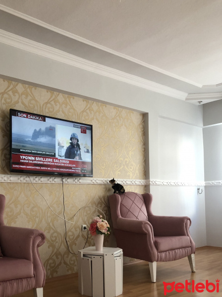 Tekir Kedi, Kedi  Gölge fotoğrafı