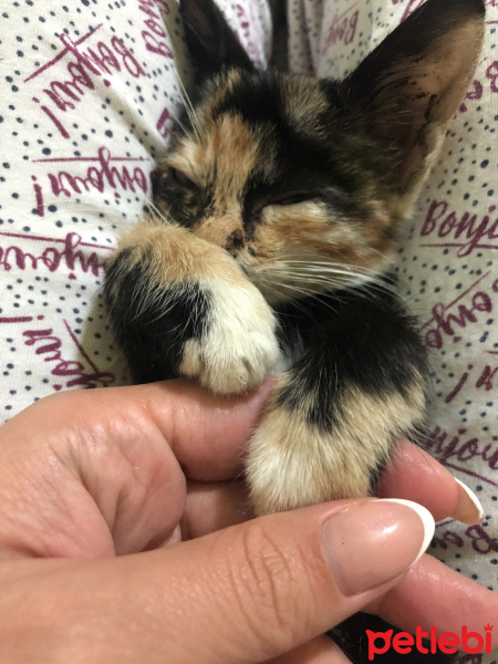 Tekir Kedi, Kedi  Gölge fotoğrafı