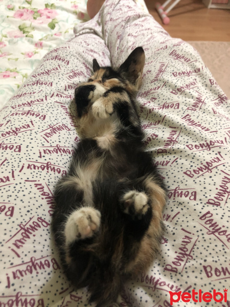 Tekir Kedi, Kedi  Gölge fotoğrafı