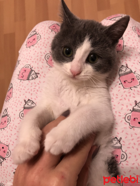 Tekir Kedi, Kedi  Gölge fotoğrafı