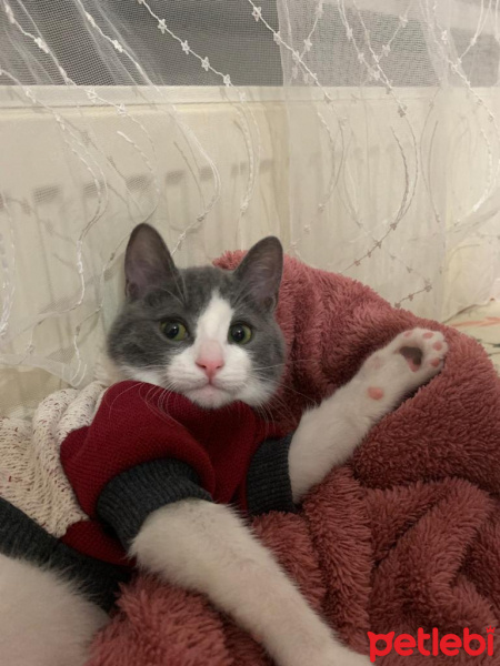 Tekir Kedi, Kedi  Gölge fotoğrafı
