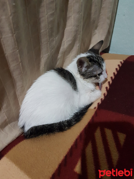 Ankara Kedisi, Kedi  Balım fotoğrafı