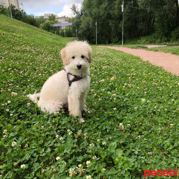Poodle(Standart Kaniş), Köpek  T-bone fotoğrafı
